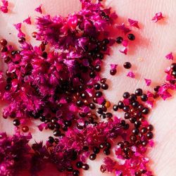 Amaranthus cruentus