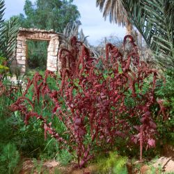 Amaranthus cruentus