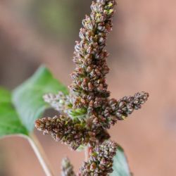 Amaranthus deflexus