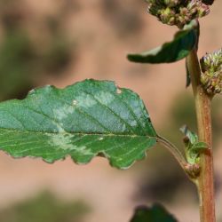 Amaranthus deflexus