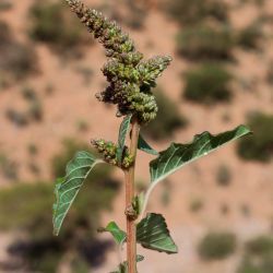 Amaranthus deflexus