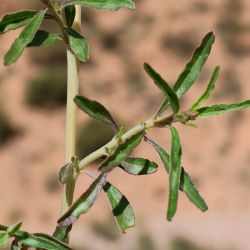 Amaranthus muricatus