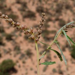 Amaranthus muricatus