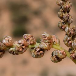Amaranthus muricatus
