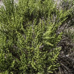 Arthrocnemum macrostachyum