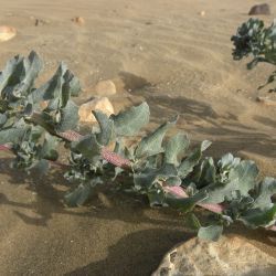 Atriplex parvifolia
