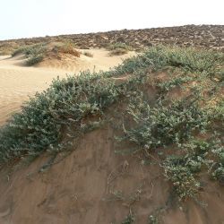 Atriplex parvifolia