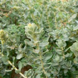 Atriplex parvifolia