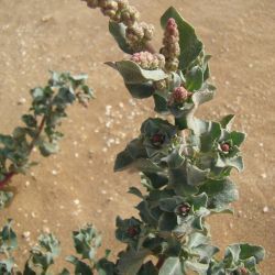 Atriplex parvifolia