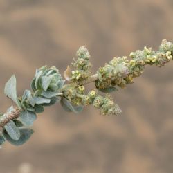 Atriplex parvifolia