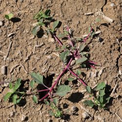 Atriplex suberecta