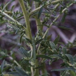 Bassia indica