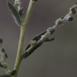 Bassia indica
