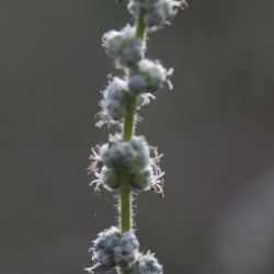 Bassia prostrata