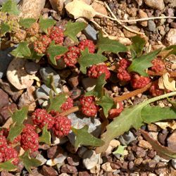 Blitum exsuccum