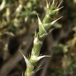 Cornulaca monacantha