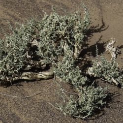 Cornulaca monacantha