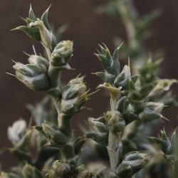 Cornulaca monacantha