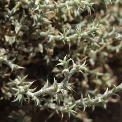 Cornulaca monacantha