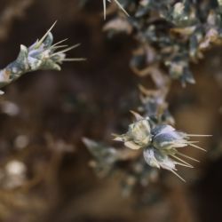 Cornulaca monacantha