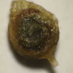 Fredolia aretioides