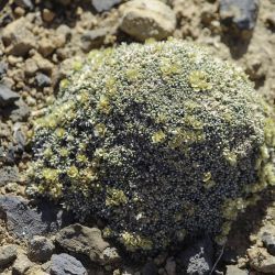 Fredolia aretioides