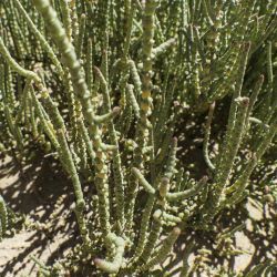 Halocnemum strobilaceum