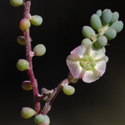 Maireana brevifolia