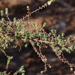 Maireana brevifolia