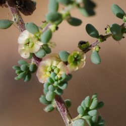 Maireana brevifolia