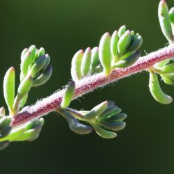 Maireana brevifolia