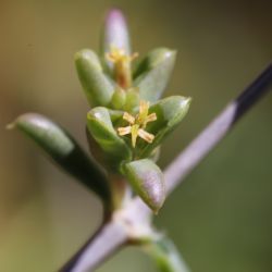 Nucularia perrinii