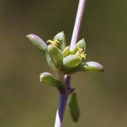 Nucularia perrinii