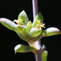 Nucularia perrinii