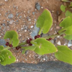 Patellifolia patellaris