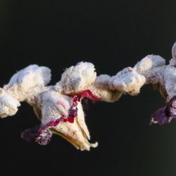 Salsola gemmascens subsp. maroccana