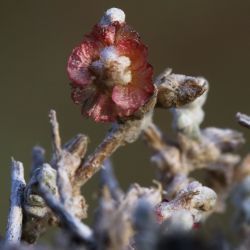 Salsola gemmascens subsp. maroccana