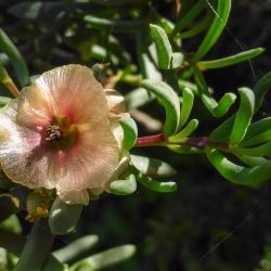 Salsola gr. longifolia