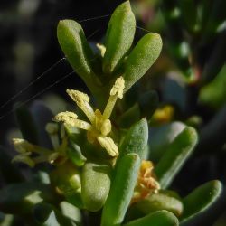 Salsola gr. longifolia