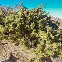 Salsola gr. longifolia