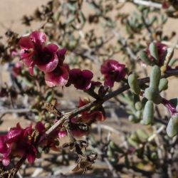 Salsola gr. longifolia