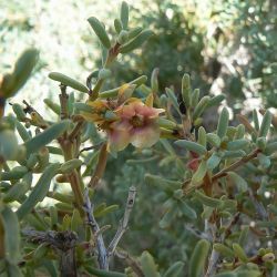 Salsola gr. longifolia