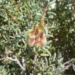 Salsola gr. longifolia