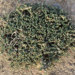 Salsola gr. vermiculata