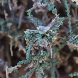 Salsola gr. vermiculata