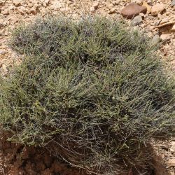 Salsola gr. vermiculata