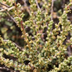 Salsola gr. vermiculata