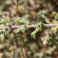 Salsola gr. vermiculata