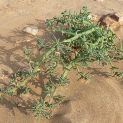 Salsola kali