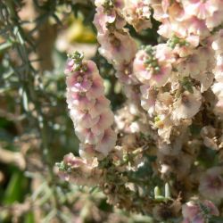 Salsola oppositifolia